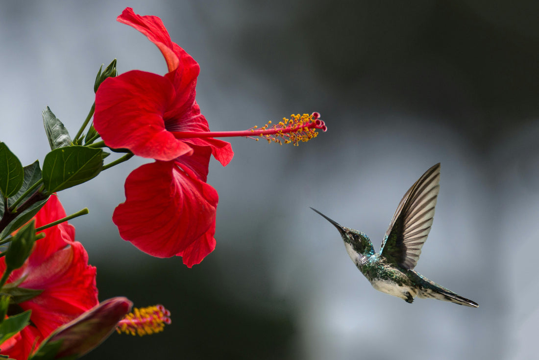 L'hibiscus, ses bienfaits et son utilisation dans le monde de la parfumerie